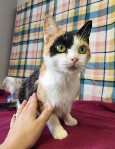 Enlarge Autumn, a Adopted Calico in Bucyrus, OH image 1/3