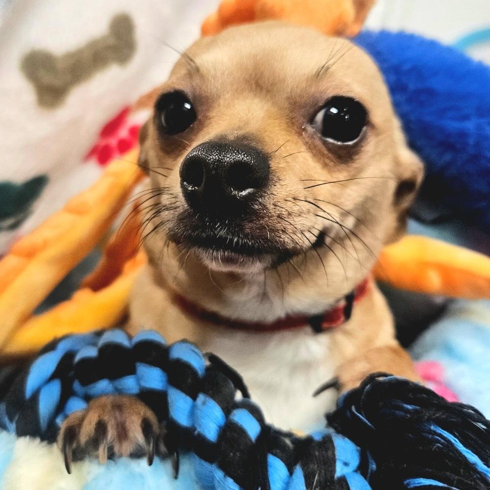 Cream Puff — thumbnail 6