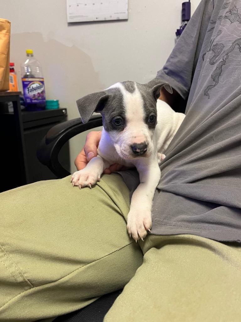 Axel, Adoptable, Puppy Male Mixed Breed.