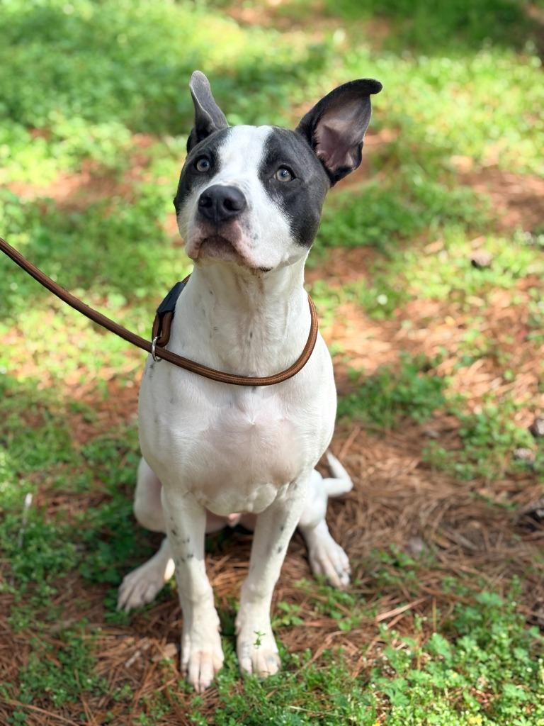 Enlarge Axel, a Adoptable mixed breed in Albany, GA image 2/5