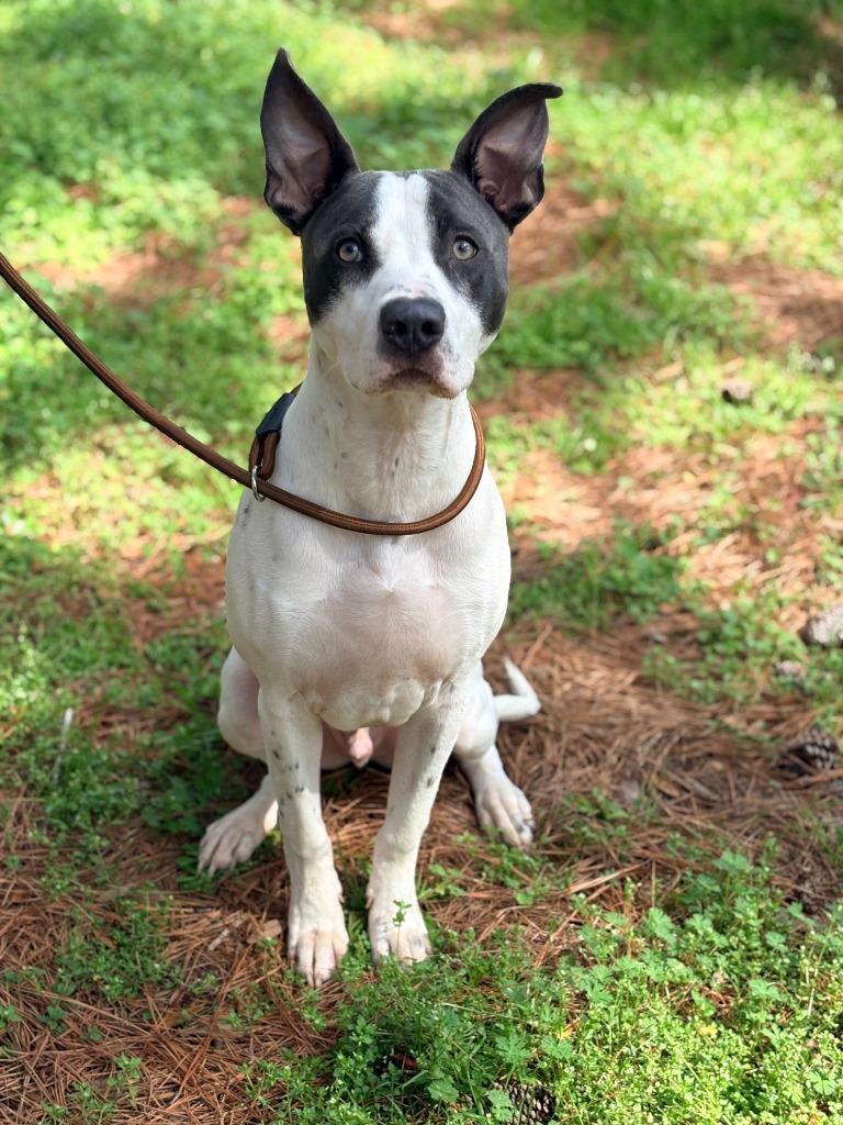 Enlarge Axel, a Adoptable mixed breed in Albany, GA image 3/5