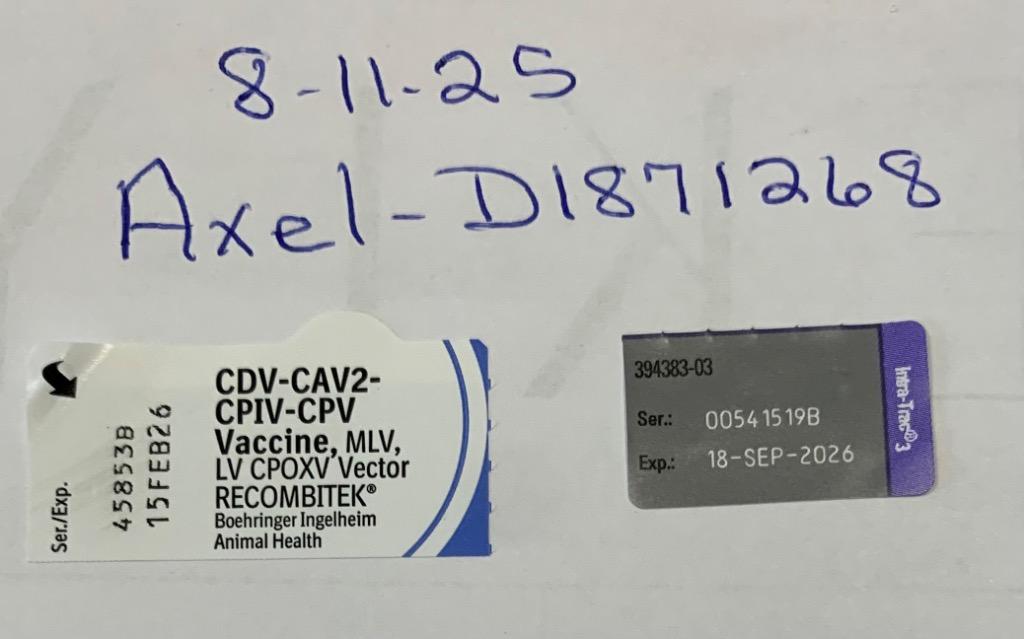 Axel, a Adoptable mixed breed in Albany, GA image 2/6