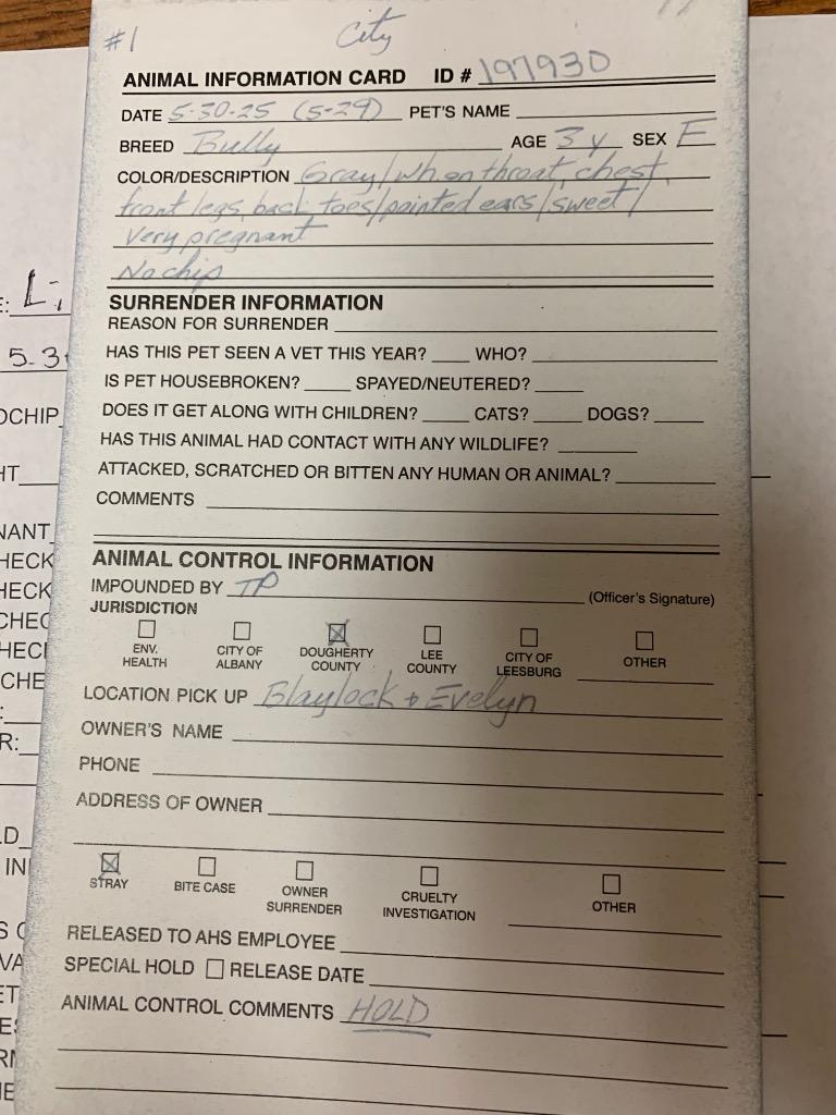 Axel, a Adoptable mixed breed in Albany, GA image 3/6