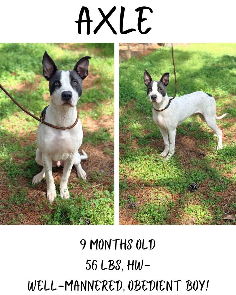 Axel, a Adoptable mixed breed in Albany, GA image 4/6