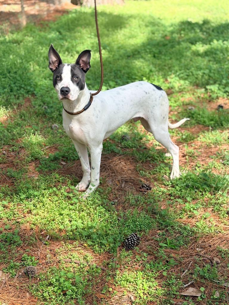 Enlarge Axel, a Adoptable mixed breed in Albany, GA image 4/5