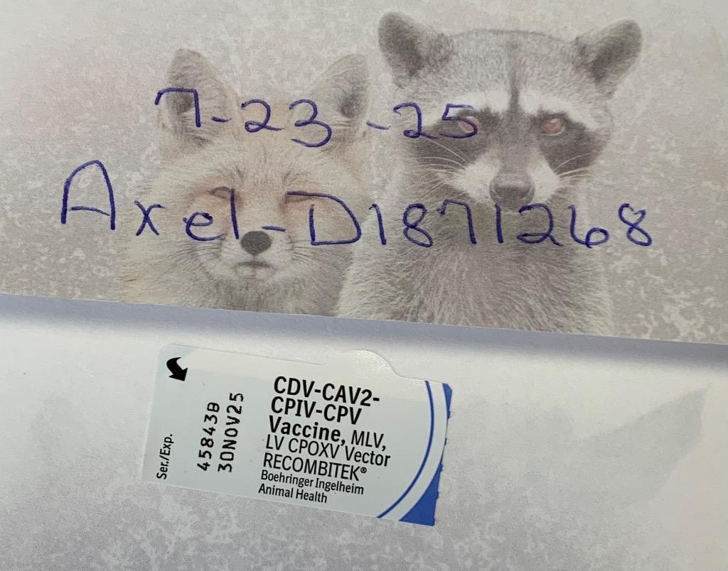 Axel, a Adoptable mixed breed in Albany, GA image 5/6