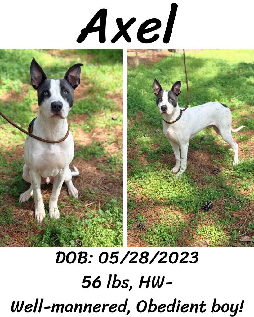 Enlarge Axel, a Adoptable mixed breed in Albany, GA image 5/5
