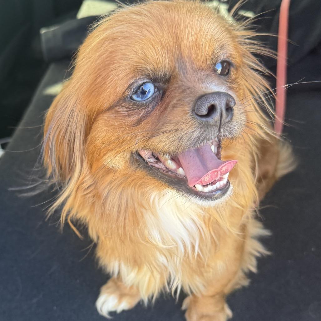 Princess, Adoptable, Adult Female Pekingese.