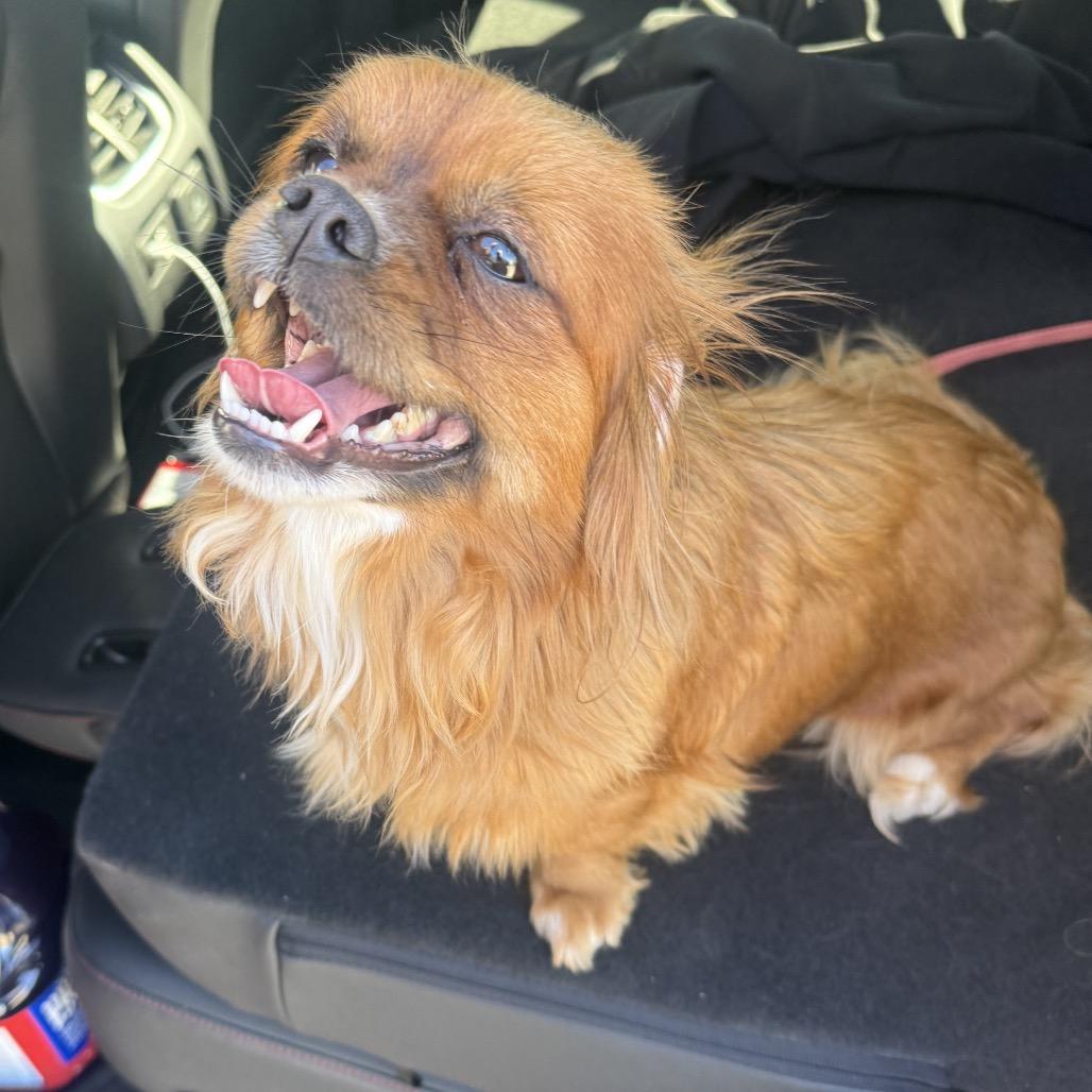 Enlarge Princess, a Adoptable Pekingese in Oklahoma City, OK image 2/3