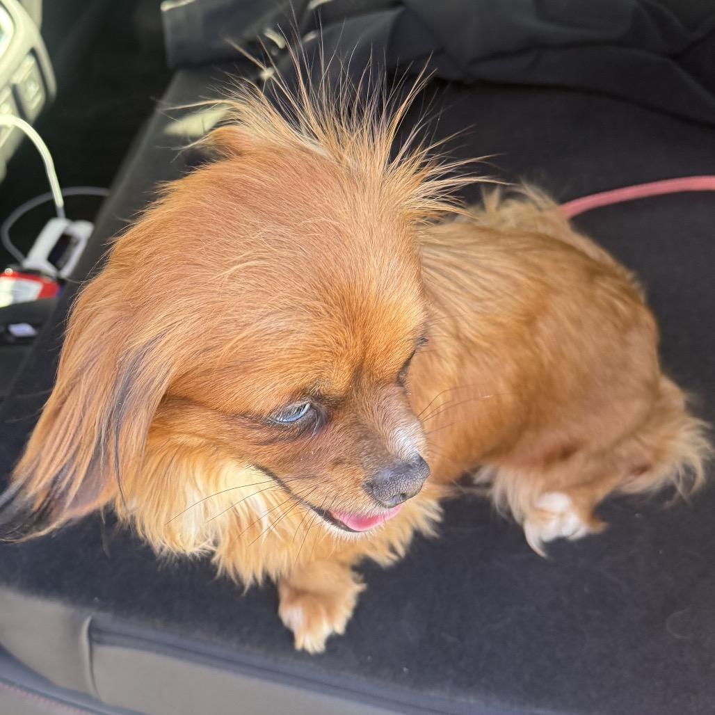 Enlarge Princess, a Adoptable Pekingese in Oklahoma City, OK image 3/3