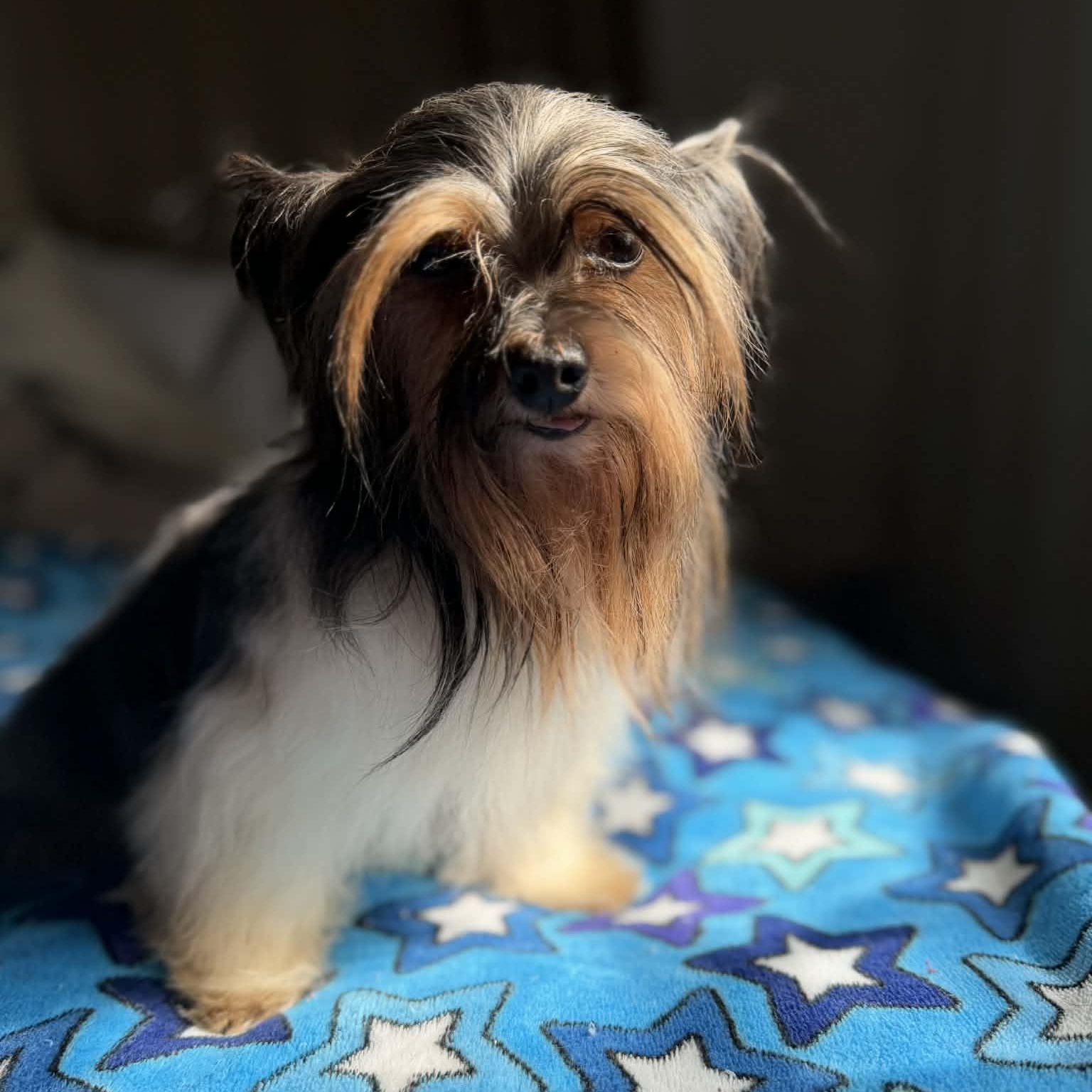 Freddy, ADOPTABLE, Young Male Yorkshire Terrier.