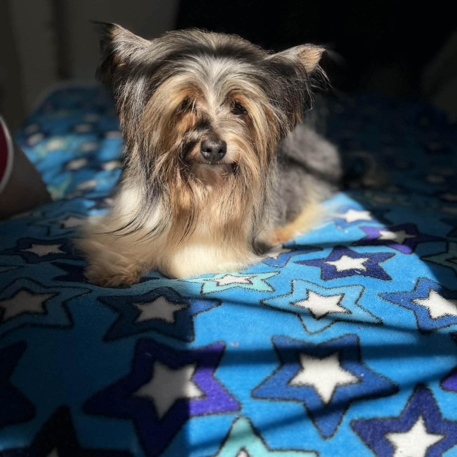 Freddy, an adopted Yorkshire Terrier in Rancho Santa Fe, CA image 4/4