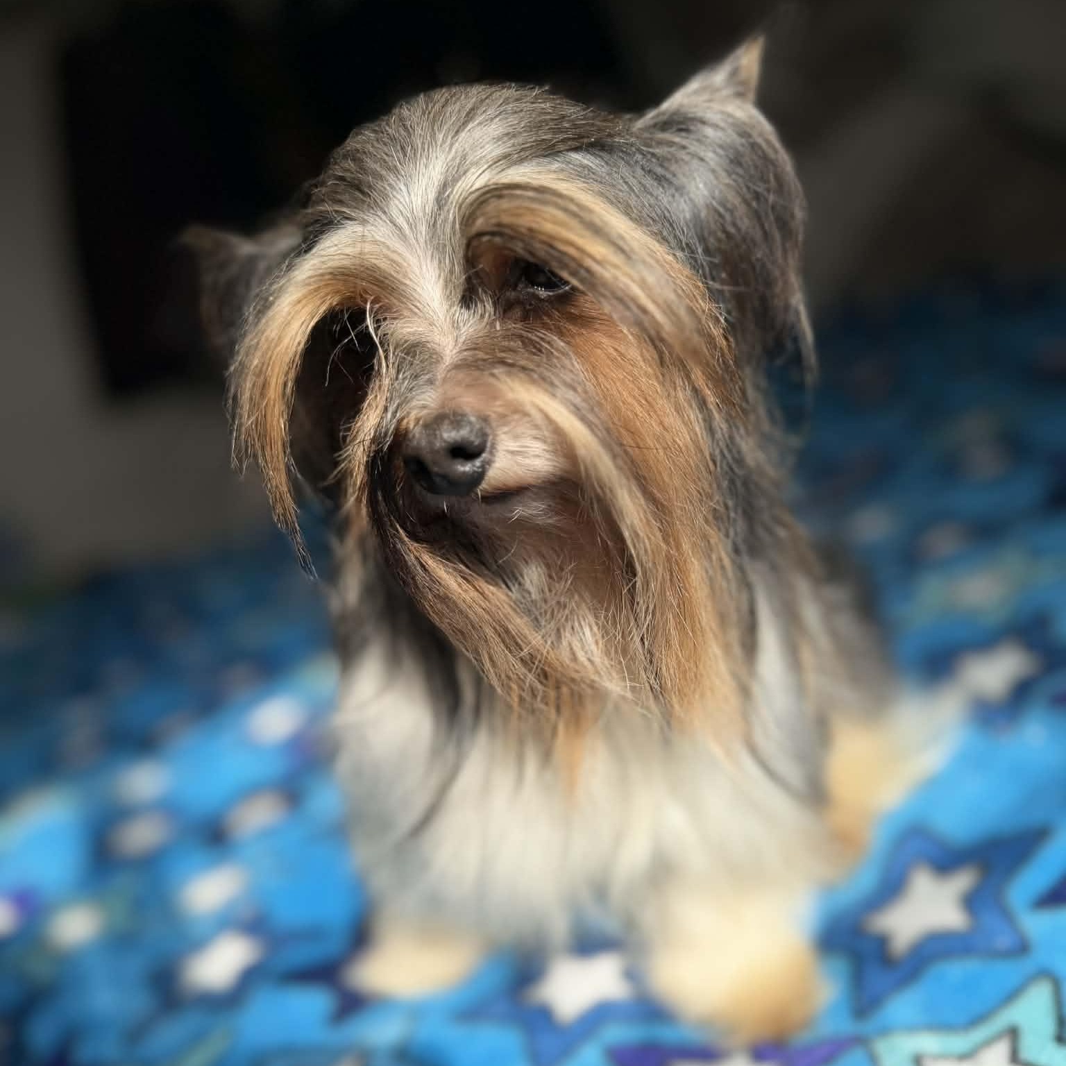 Freddy, an adopted Yorkshire Terrier in Rancho Santa Fe, CA image 2/4