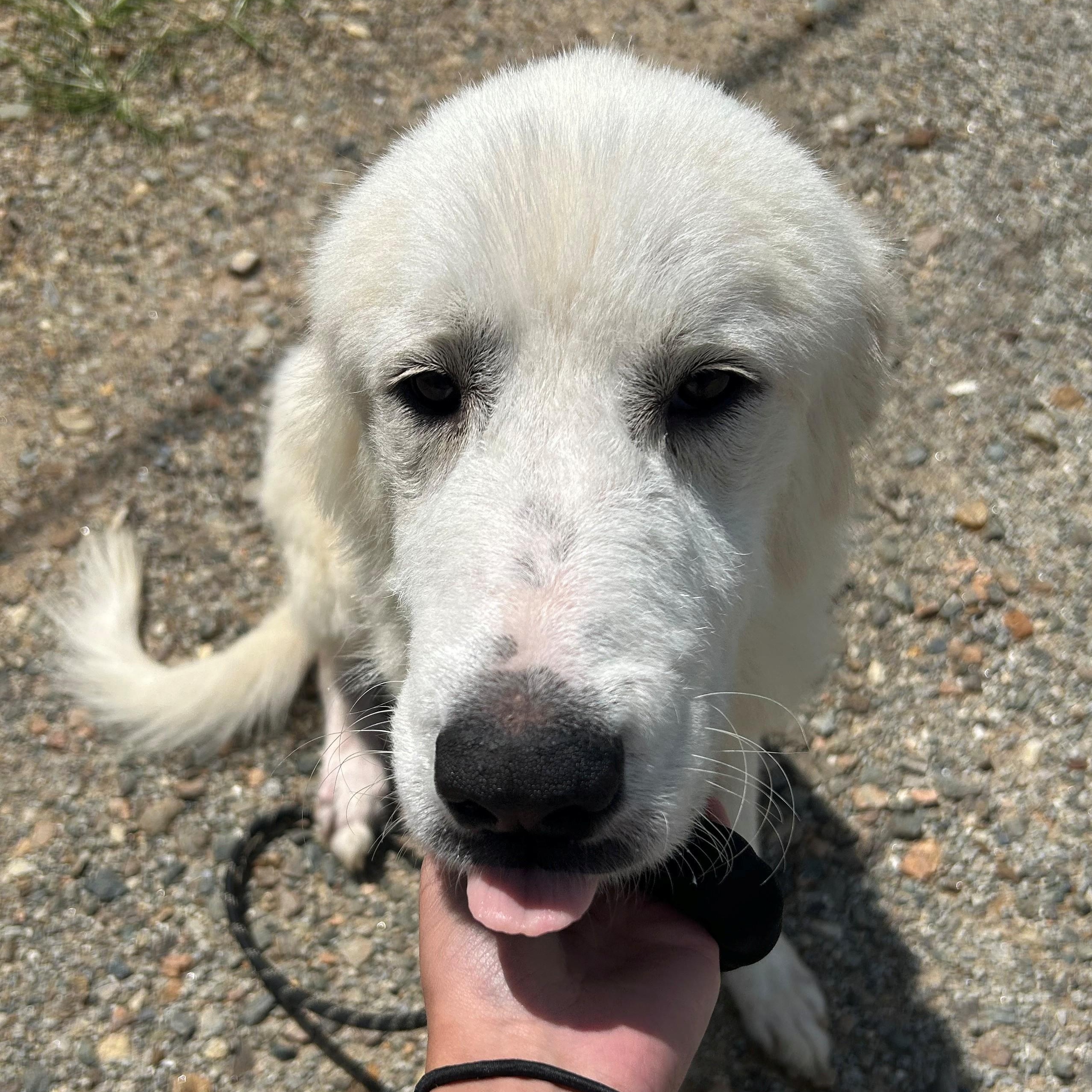 Nala, ADOPTABLE, Young Female Great Pyrenees.