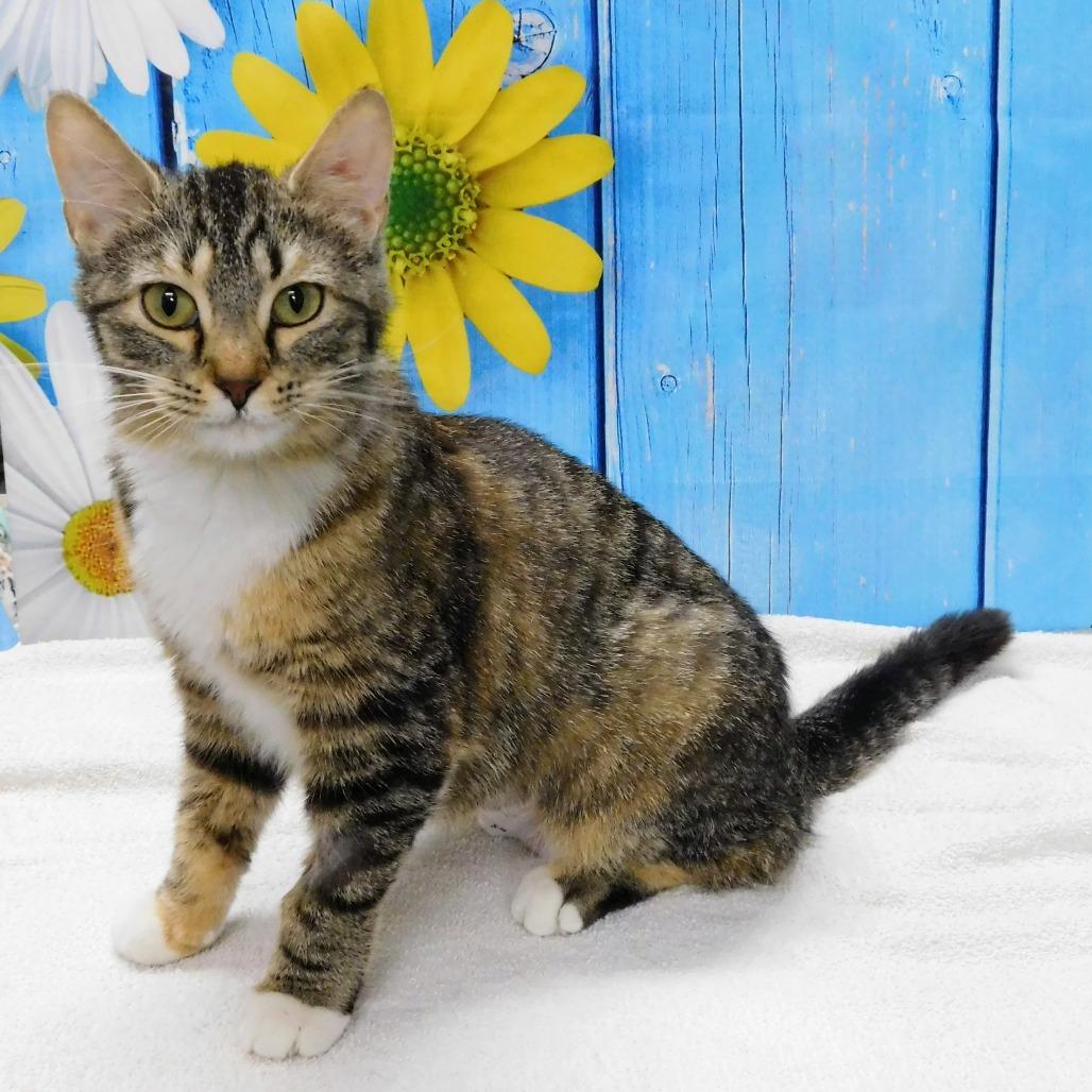Enlarge Melanie, a Adoptable Domestic Short Hair in Canton, IL image 1/6