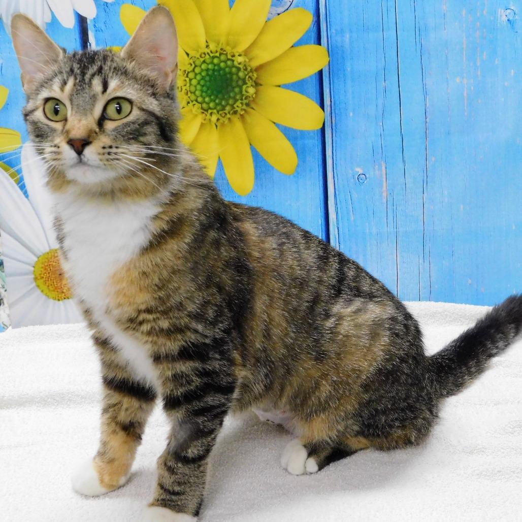 Enlarge Melanie, a Adoptable Domestic Short Hair in Canton, IL image 2/6