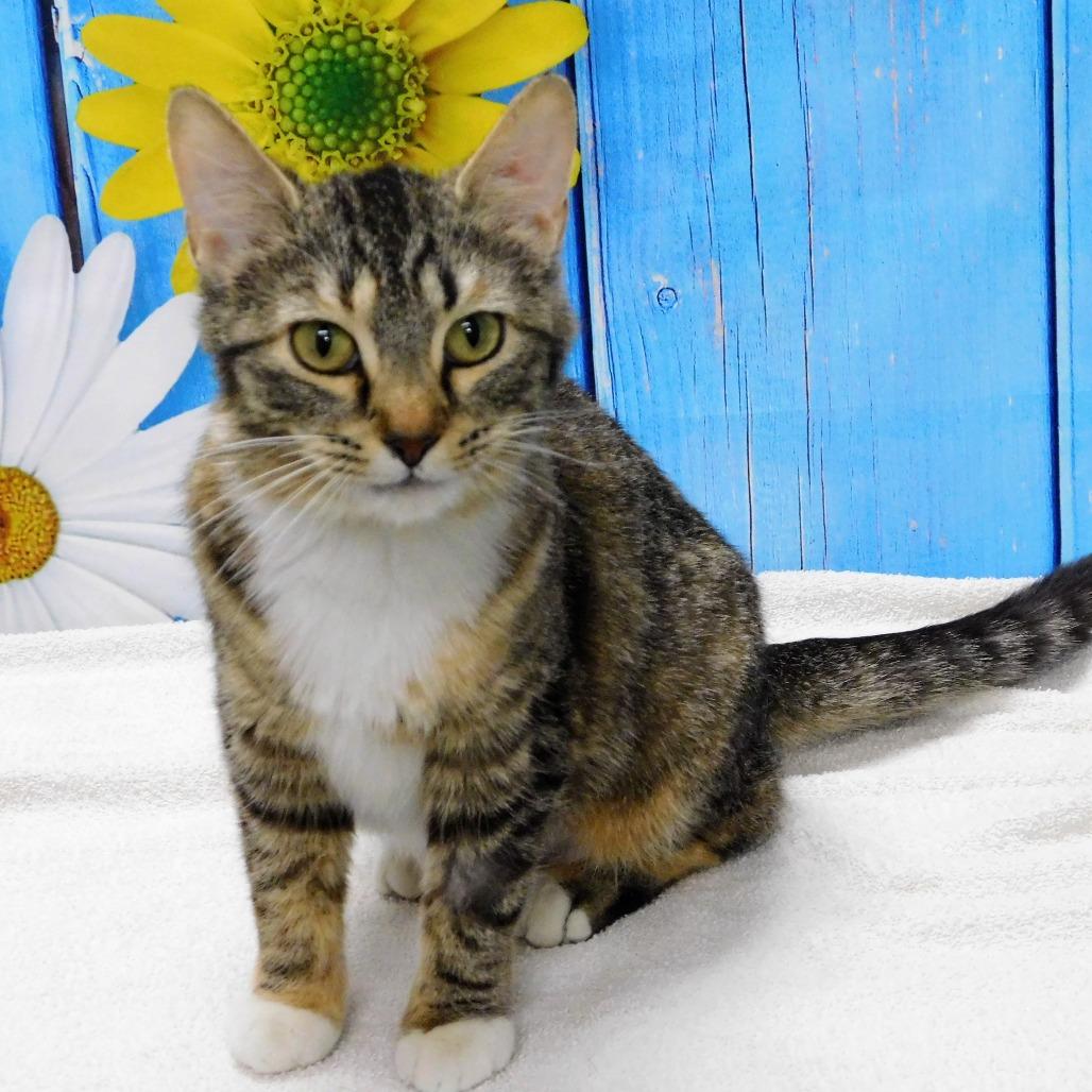 Enlarge Melanie, a Adoptable Domestic Short Hair in Canton, IL image 3/6