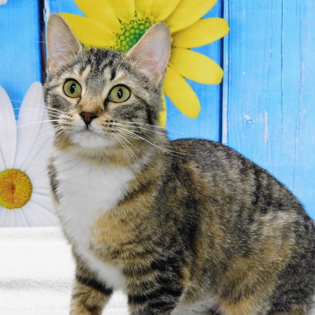 Enlarge Melanie, a Adoptable Domestic Short Hair in Canton, IL image 4/6