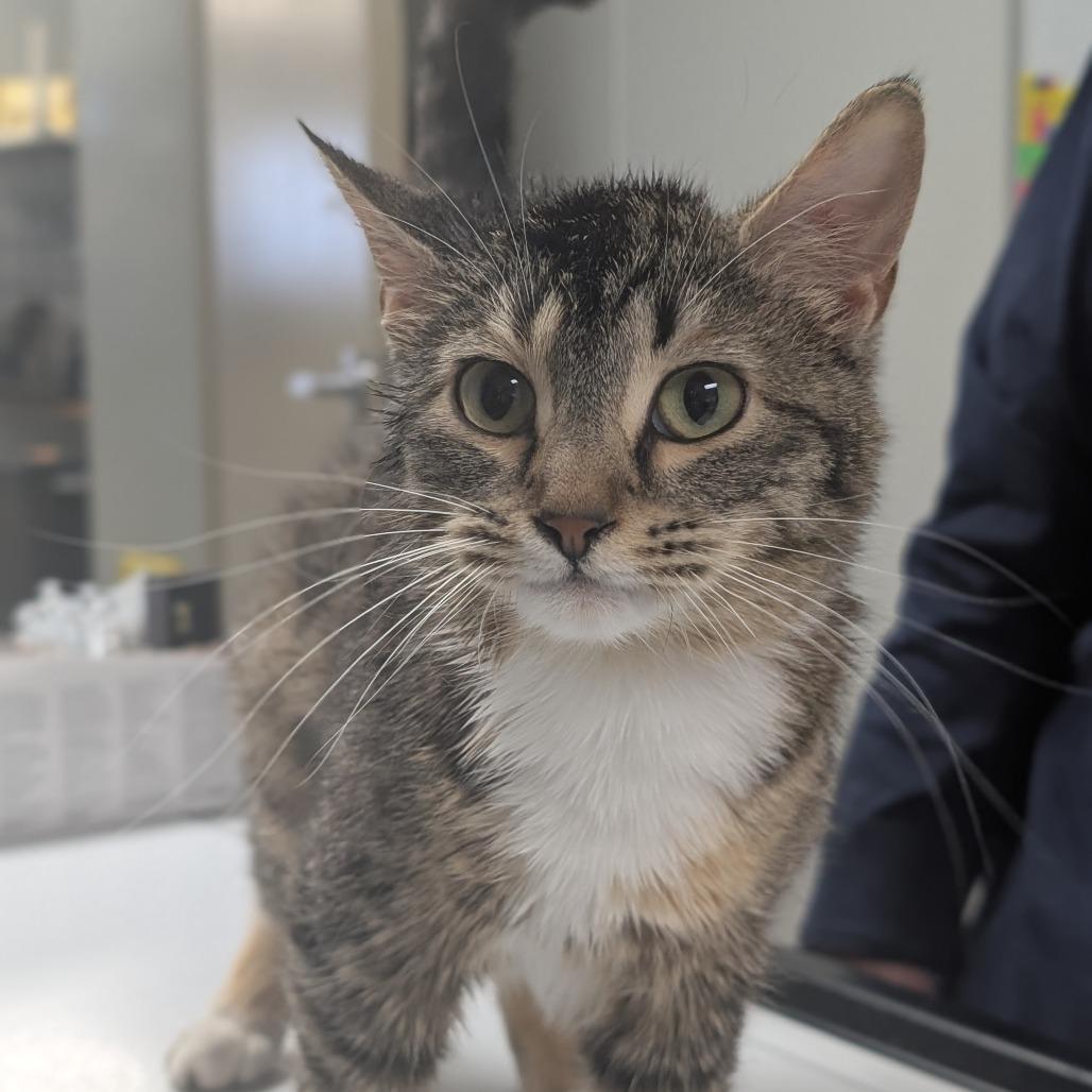 Enlarge Melanie, a Adoptable Domestic Short Hair in Canton, IL image 5/6