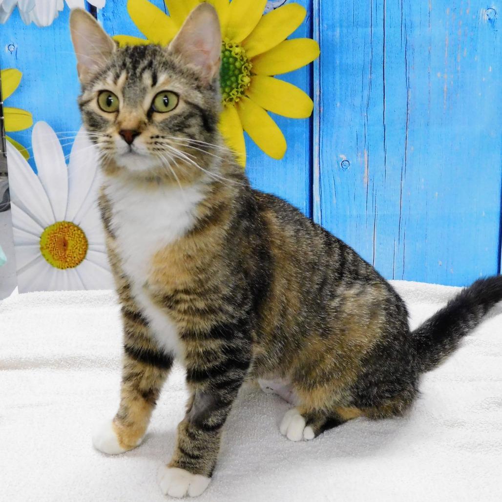 Enlarge Melanie, a Adoptable Domestic Short Hair in Canton, IL image 6/6