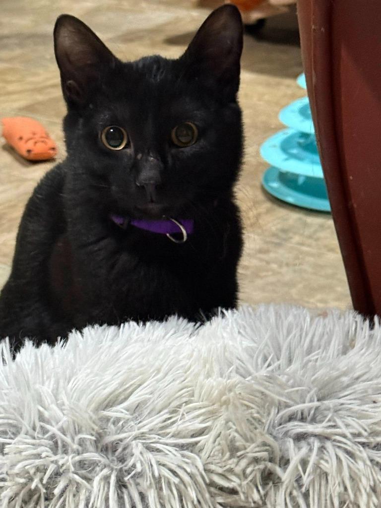 Popeye, Adoptable, Young Male Domestic Short Hair.