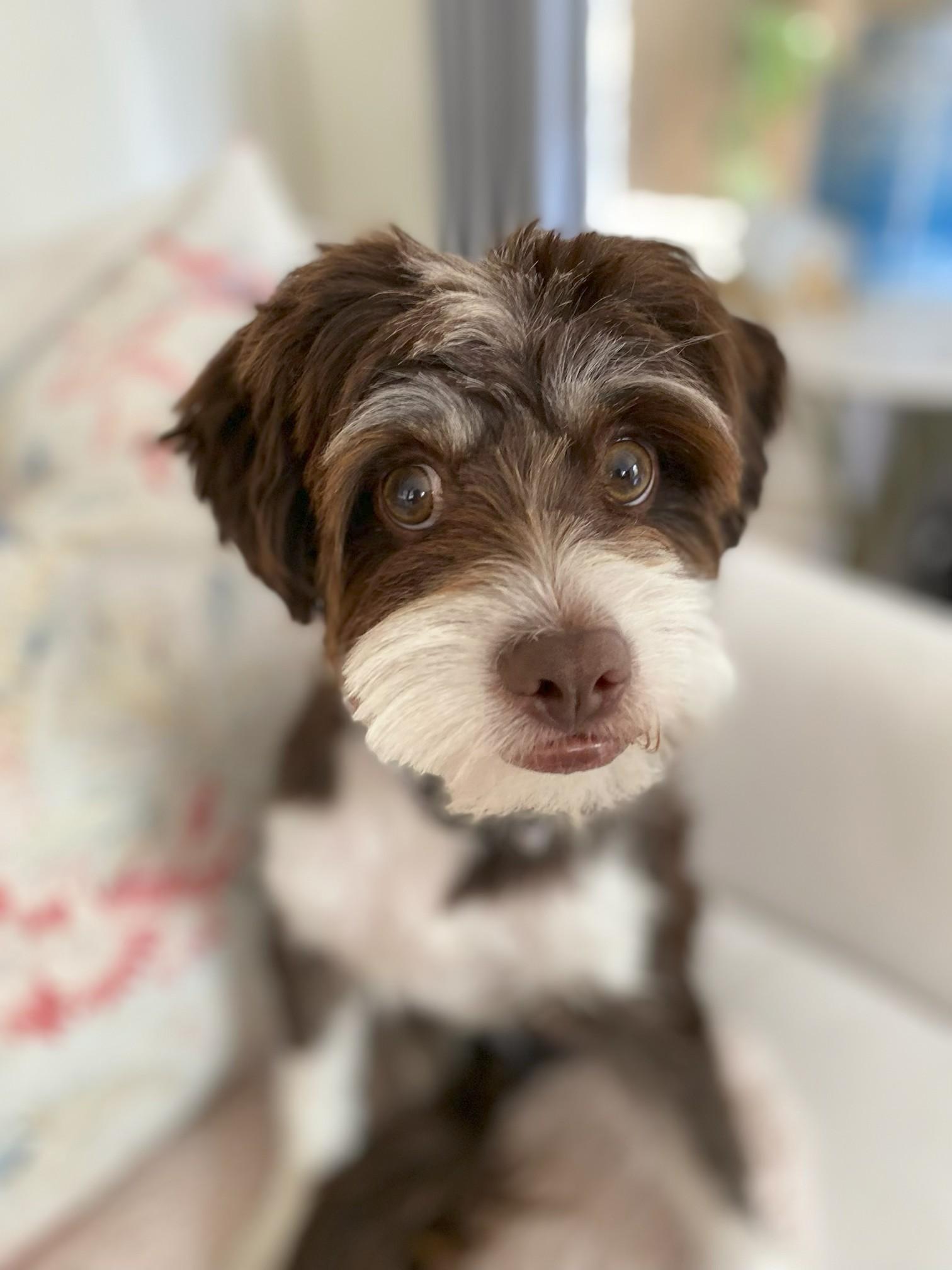 Sensational and Sociable Skippy, a ADOPTABLE mixed breed in Carlsbad, CA image 2/2