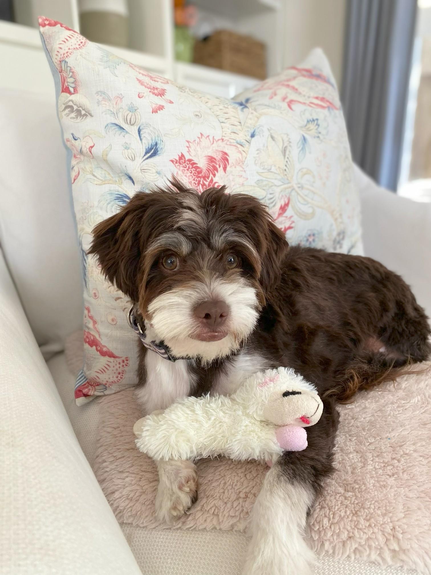 Sensational and Sociable Skippy, a ADOPTABLE mixed breed in Carlsbad, CA image 1/2
