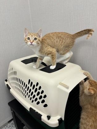 Violet, Adoptable, Kitten Female Domestic Short Hair & Domestic Short Hair.