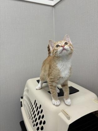 Violet, a Adoptable mixed breed in Fergus Falls, MN image 2/2