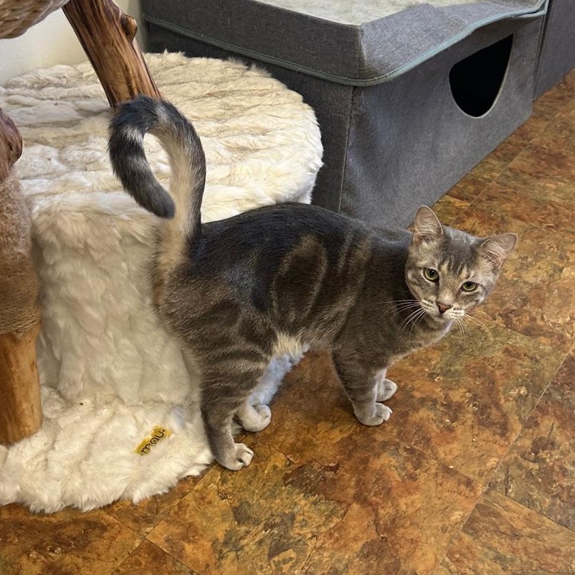 Chase, a Adoptable Domestic Short Hair in Miami Beach, FL image 5/6