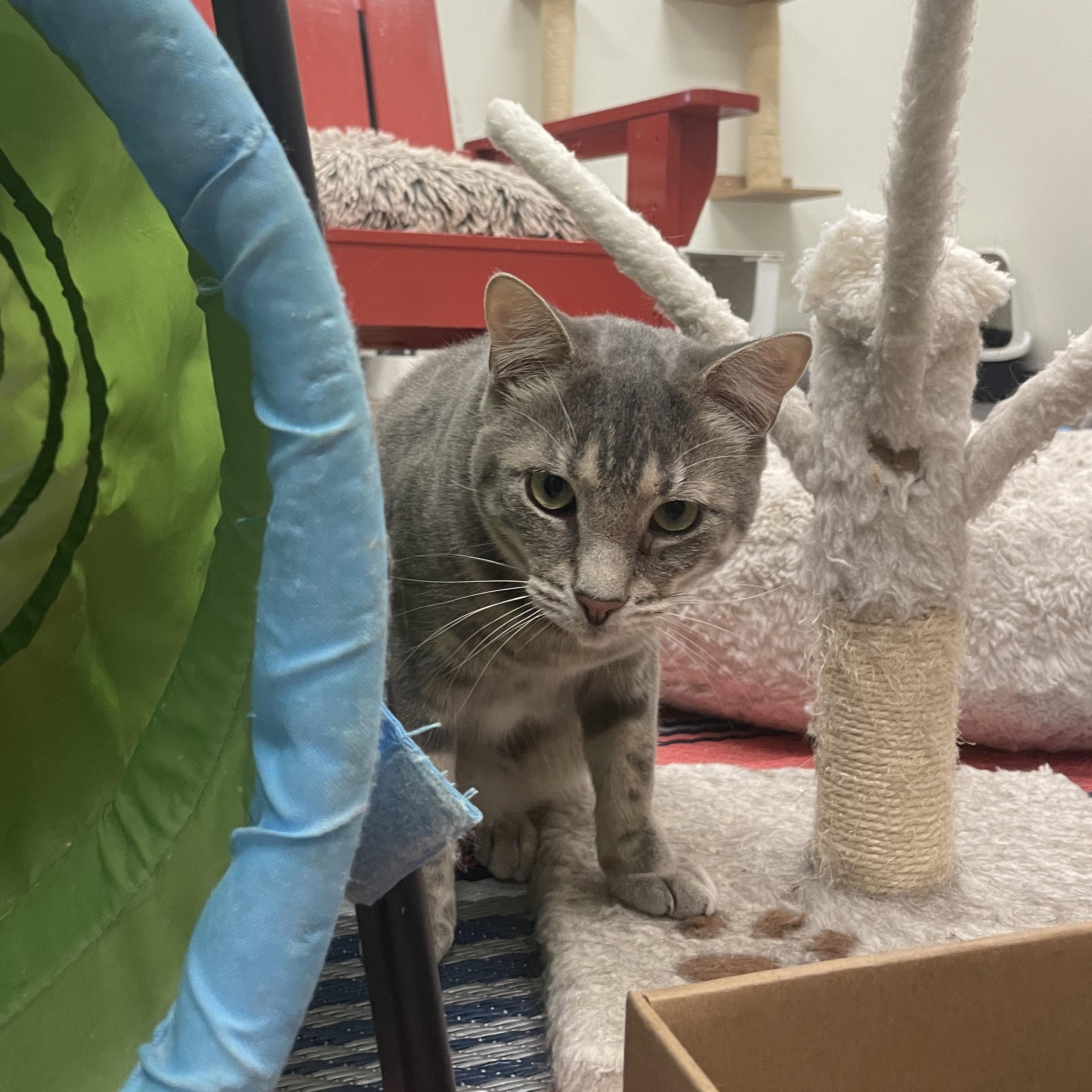 Chase, Adoptable, Young Male Domestic Short Hair.