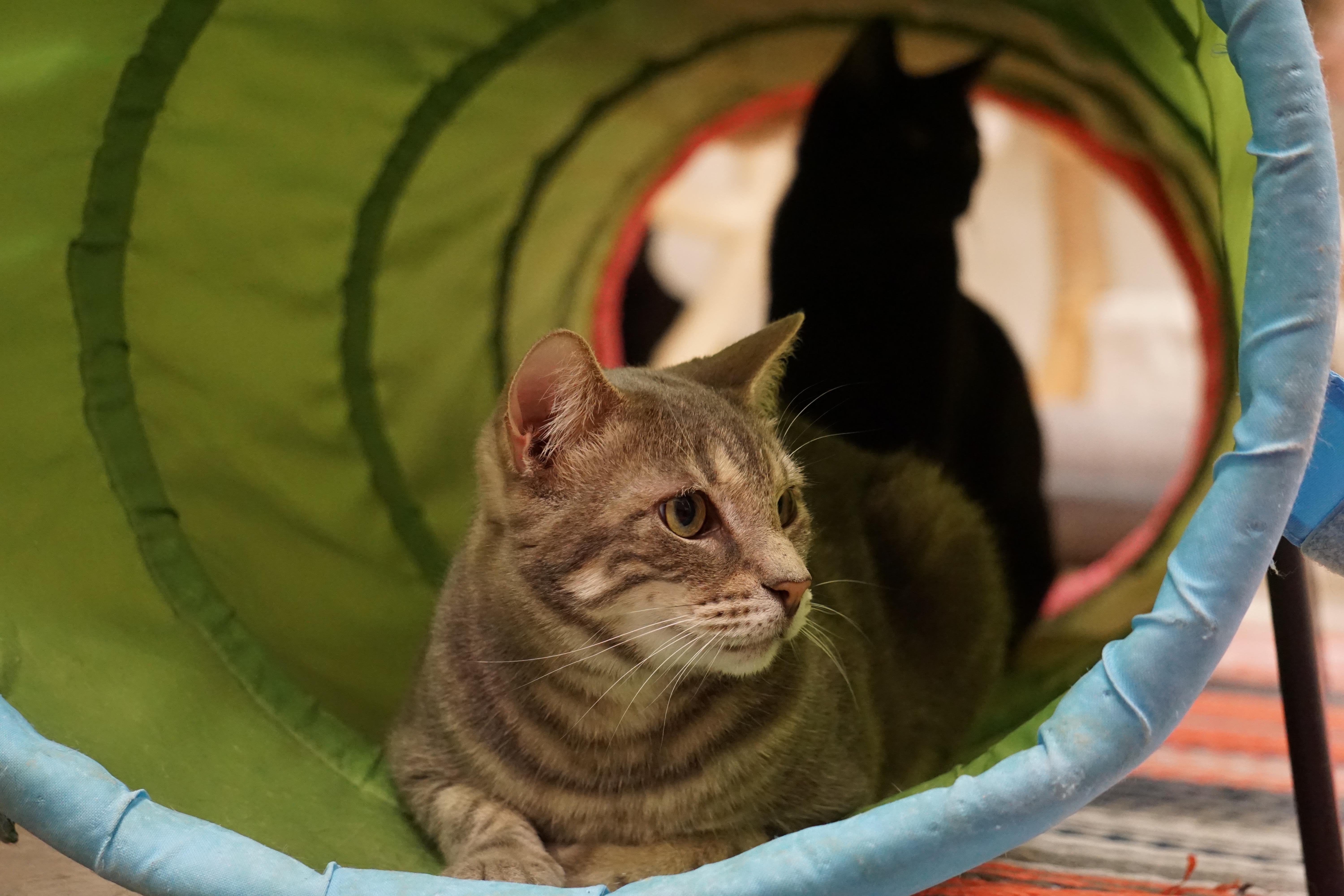 Chase, a Adoptable Domestic Short Hair in Miami Beach, FL image 2/6