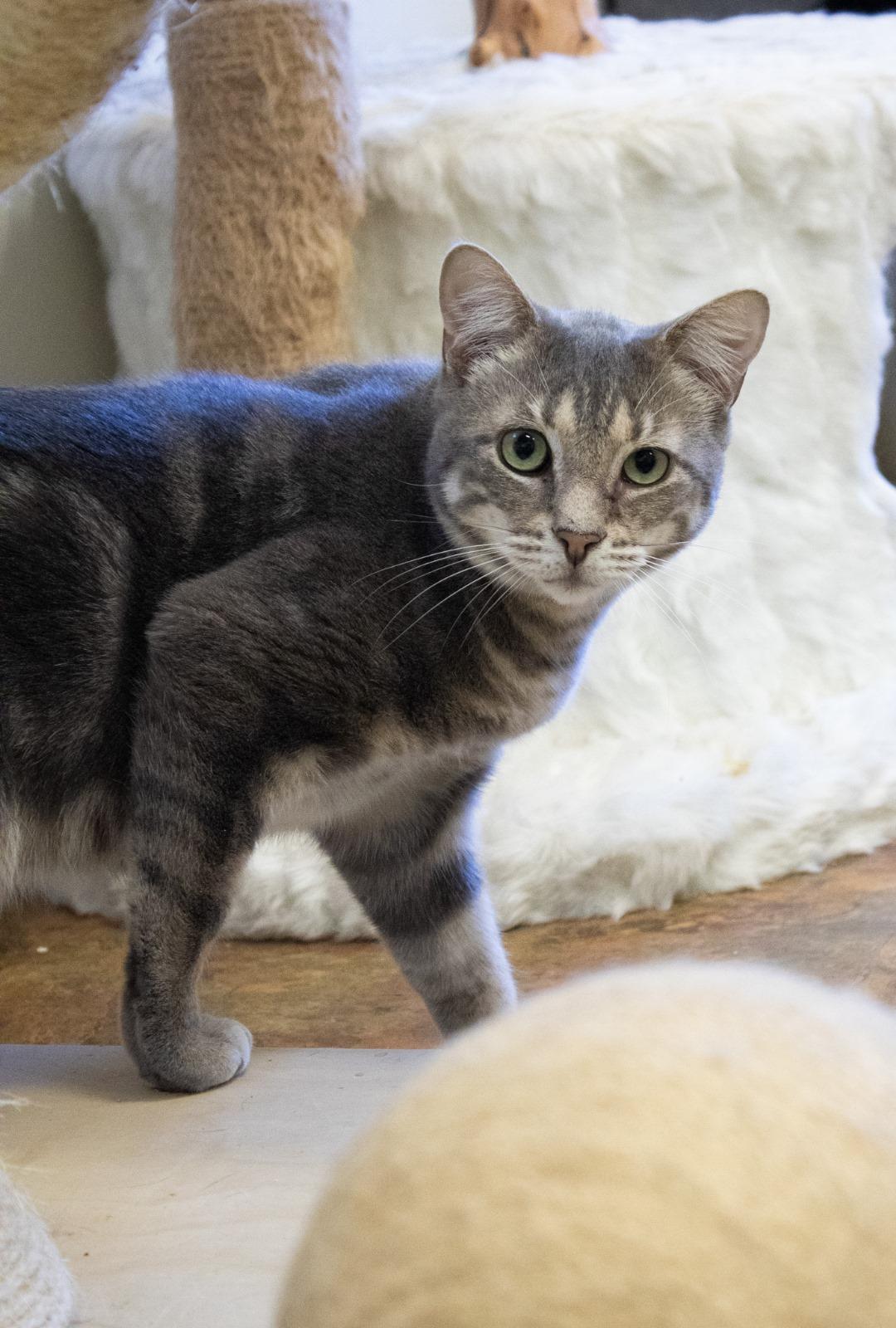 Chase, a Adoptable Domestic Short Hair in Miami Beach, FL image 3/6