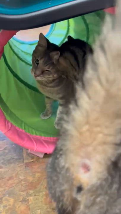 Enlarge Chase, a Adoptable Domestic Short Hair in Miami Beach, FL video 6/6