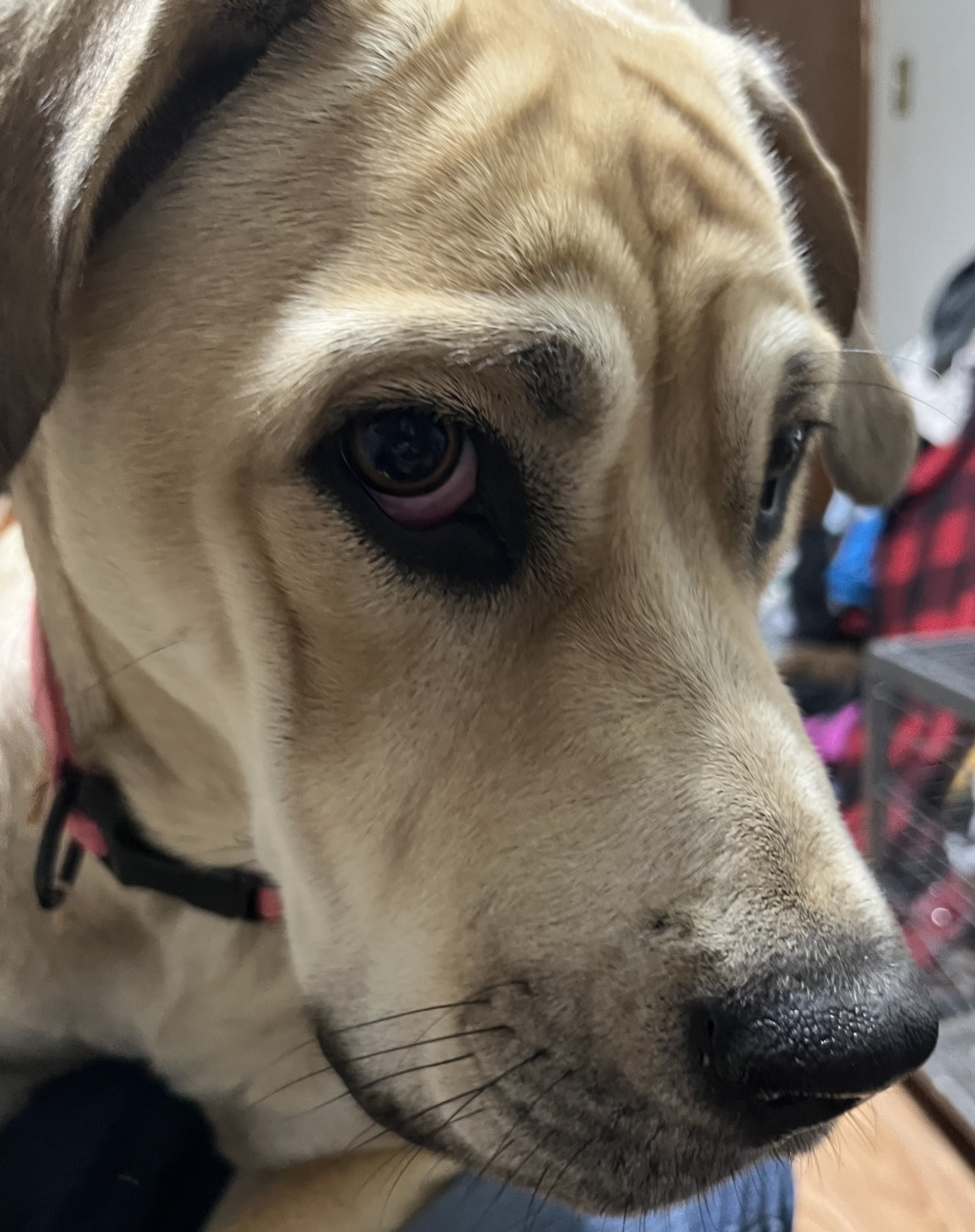 Harley