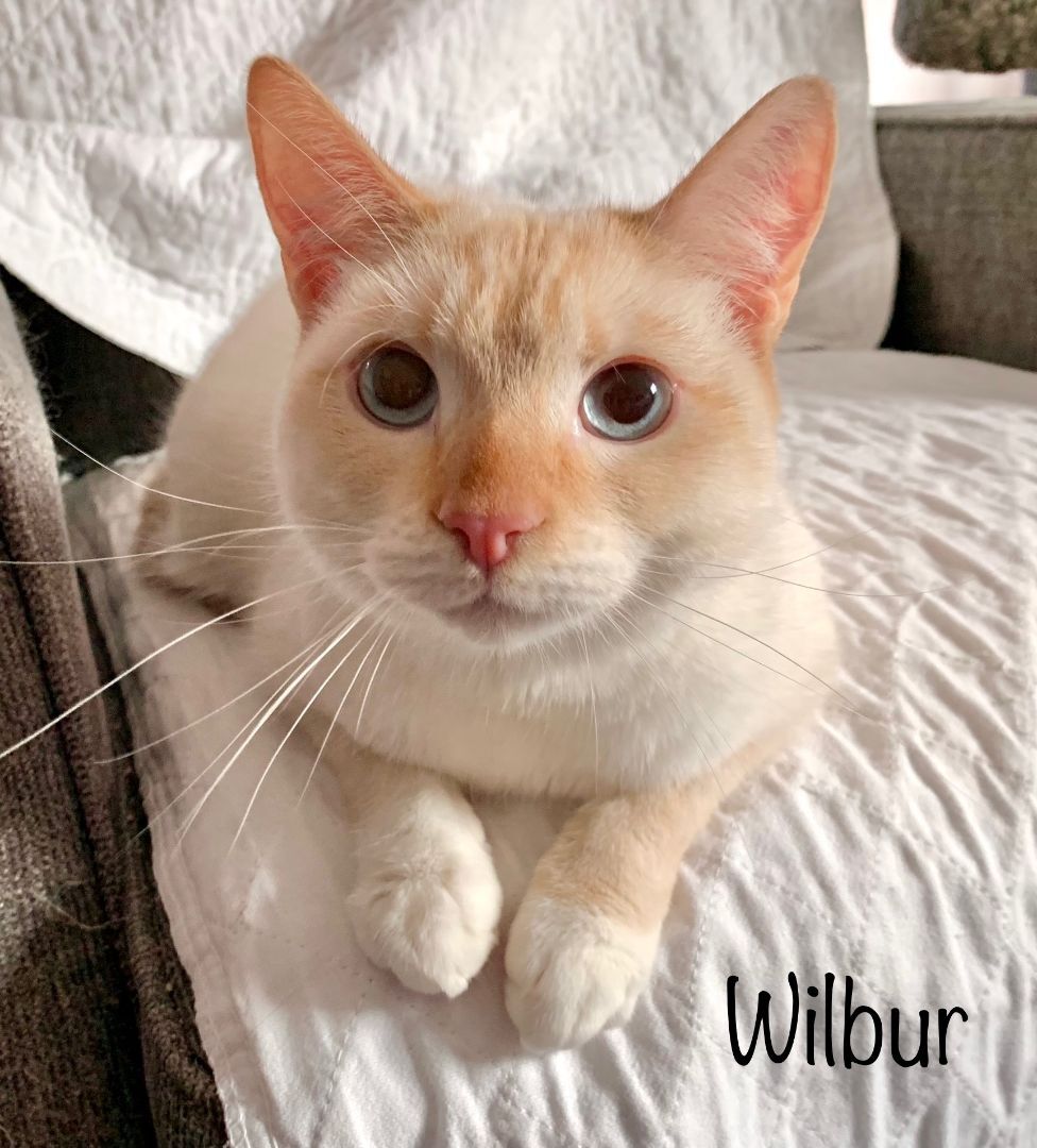 Wilbur  (lovable, gentle, playful), Adoptable, Adult Male Siamese.
