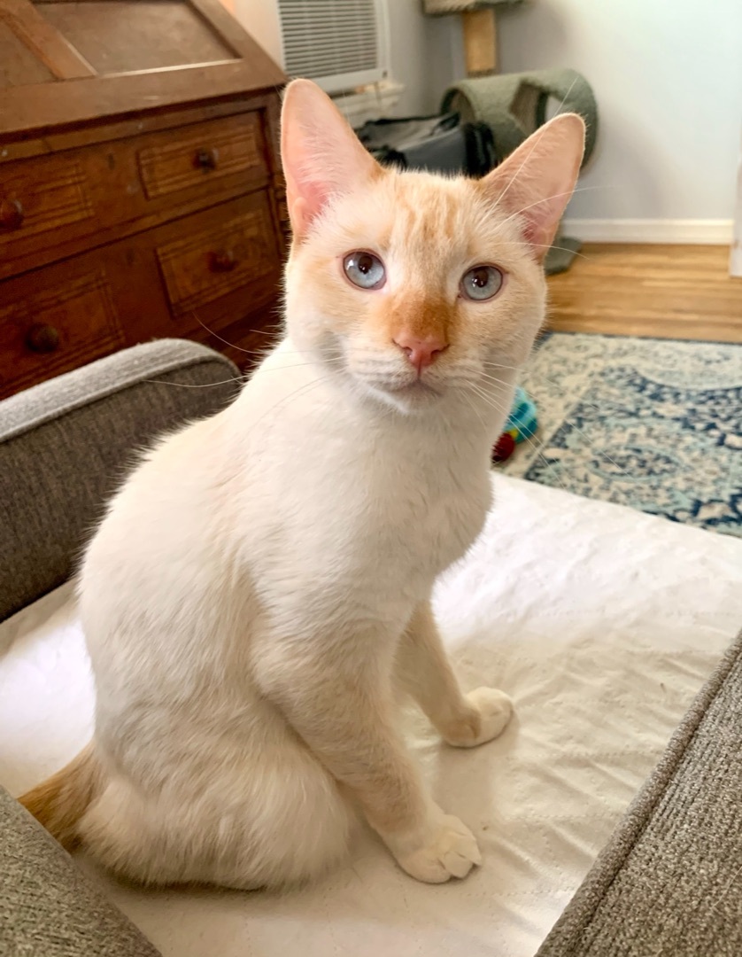 Enlarge Wilbur  (lovable, gentle, playful), a Adoptable Siamese in Los Alamitos, CA image 2/8