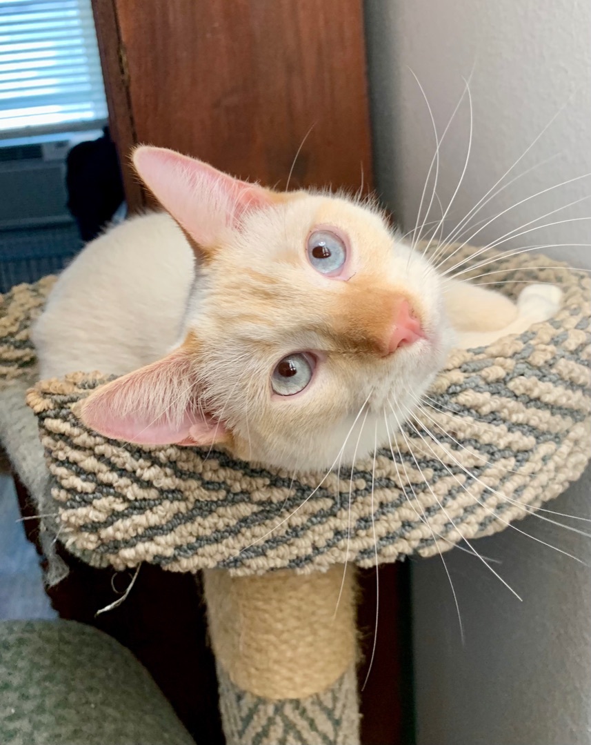 Enlarge Wilbur  (lovable, gentle, playful), a Adoptable Siamese in Los Alamitos, CA image 3/8