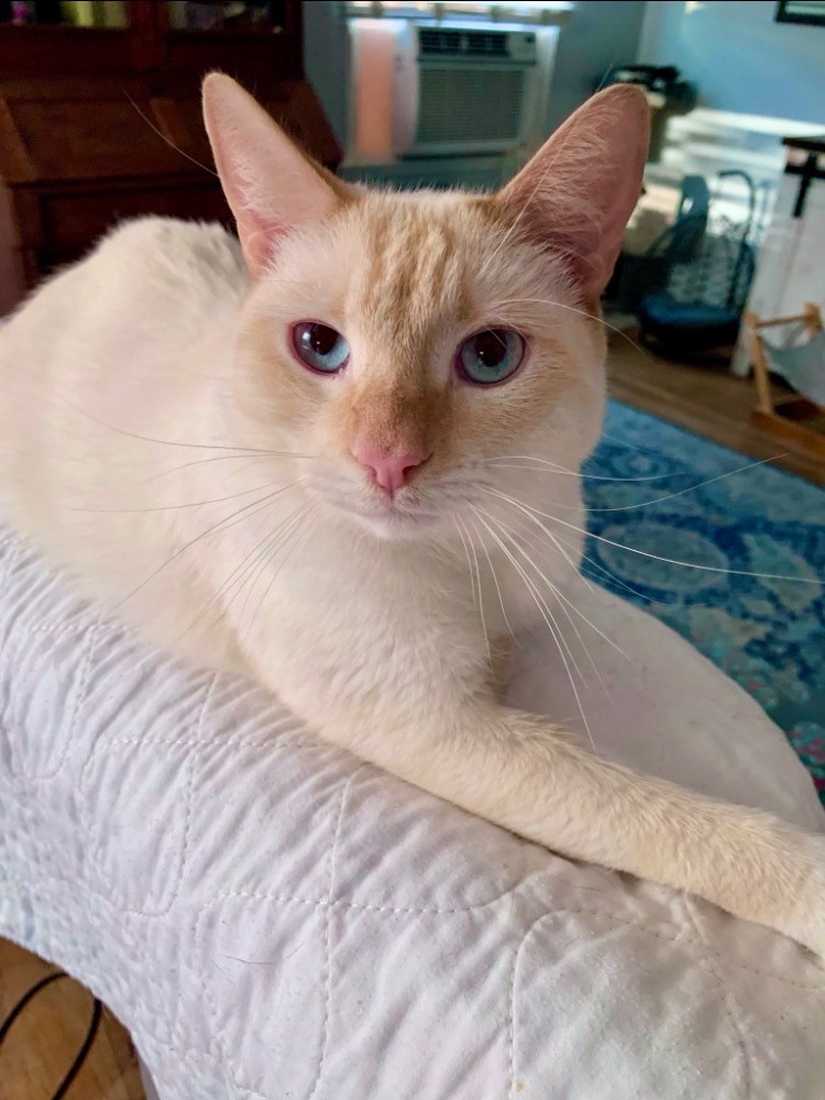 Enlarge Wilbur  (lovable, gentle, playful), a Adoptable Siamese in Los Alamitos, CA image 4/8
