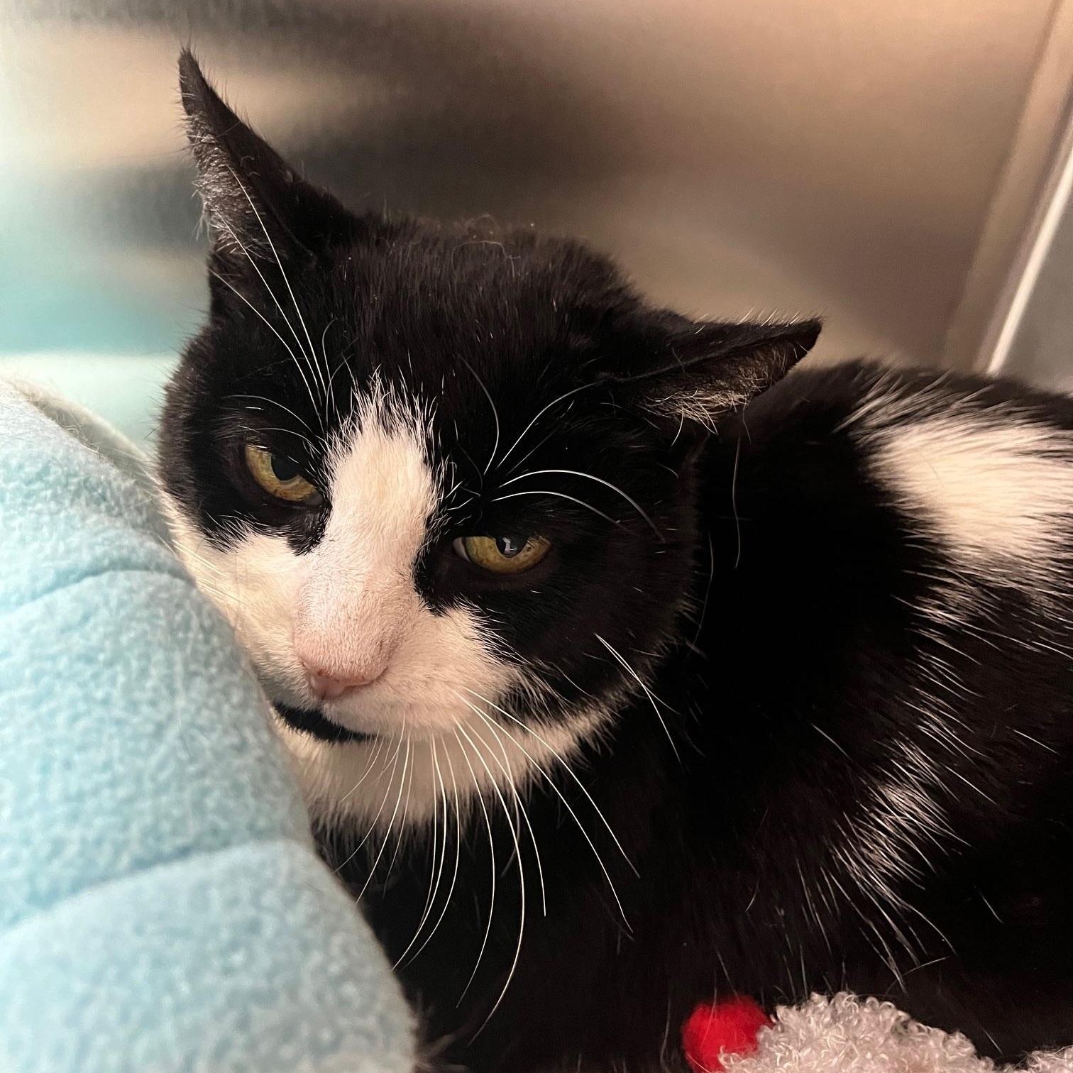 Dasher, ADOPTABLE, Young Male Domestic Short Hair.