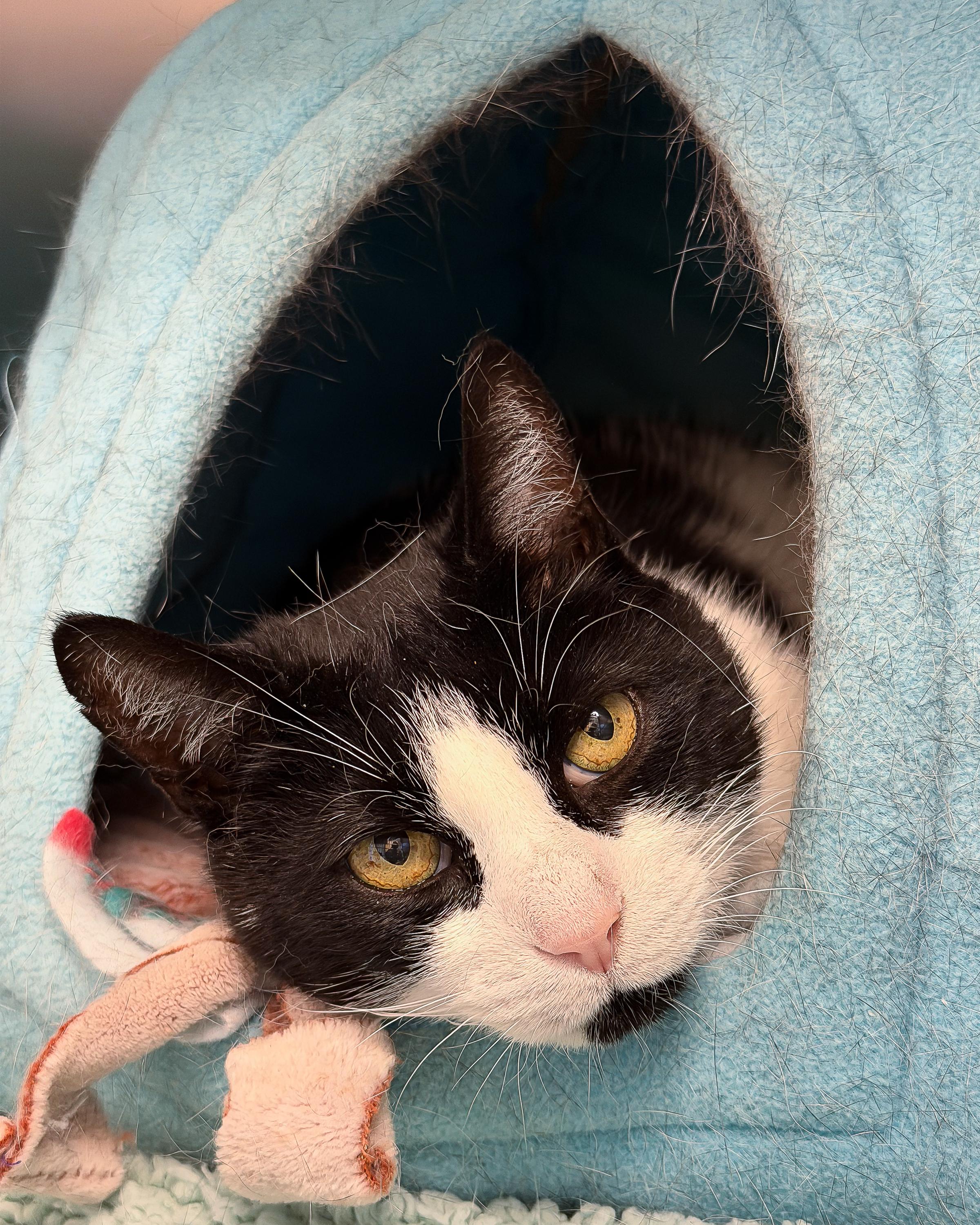 Enlarge Dasher, an adopted Domestic Short Hair in Scituate, MA image 1/2