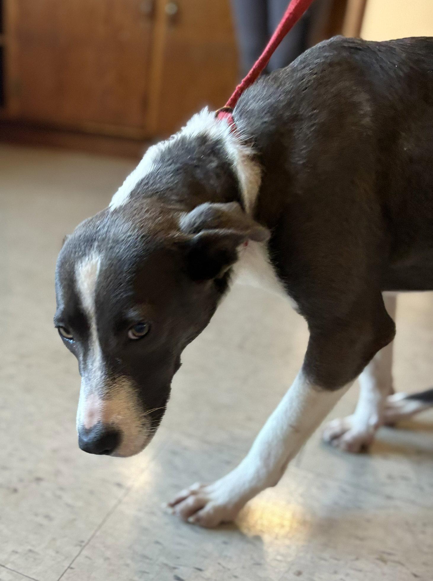 Salem, Adoptable, Young Female Terrier.