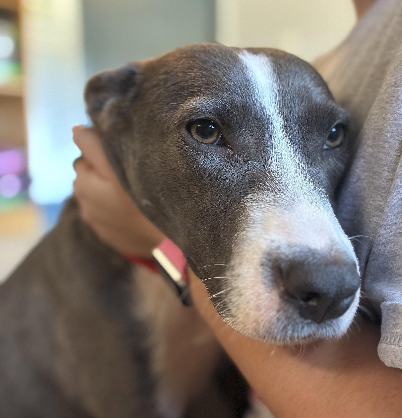 Enlarge Salem, a Adoptable Terrier in Raleigh, NC image 2/3