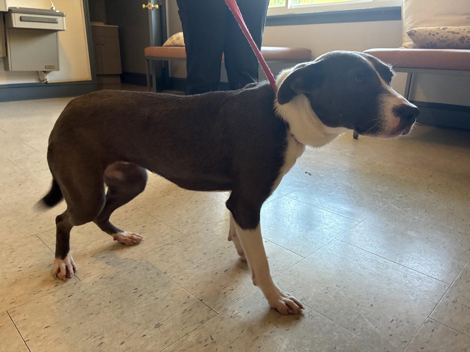 Enlarge Salem, a Adoptable Terrier in Raleigh, NC image 3/3