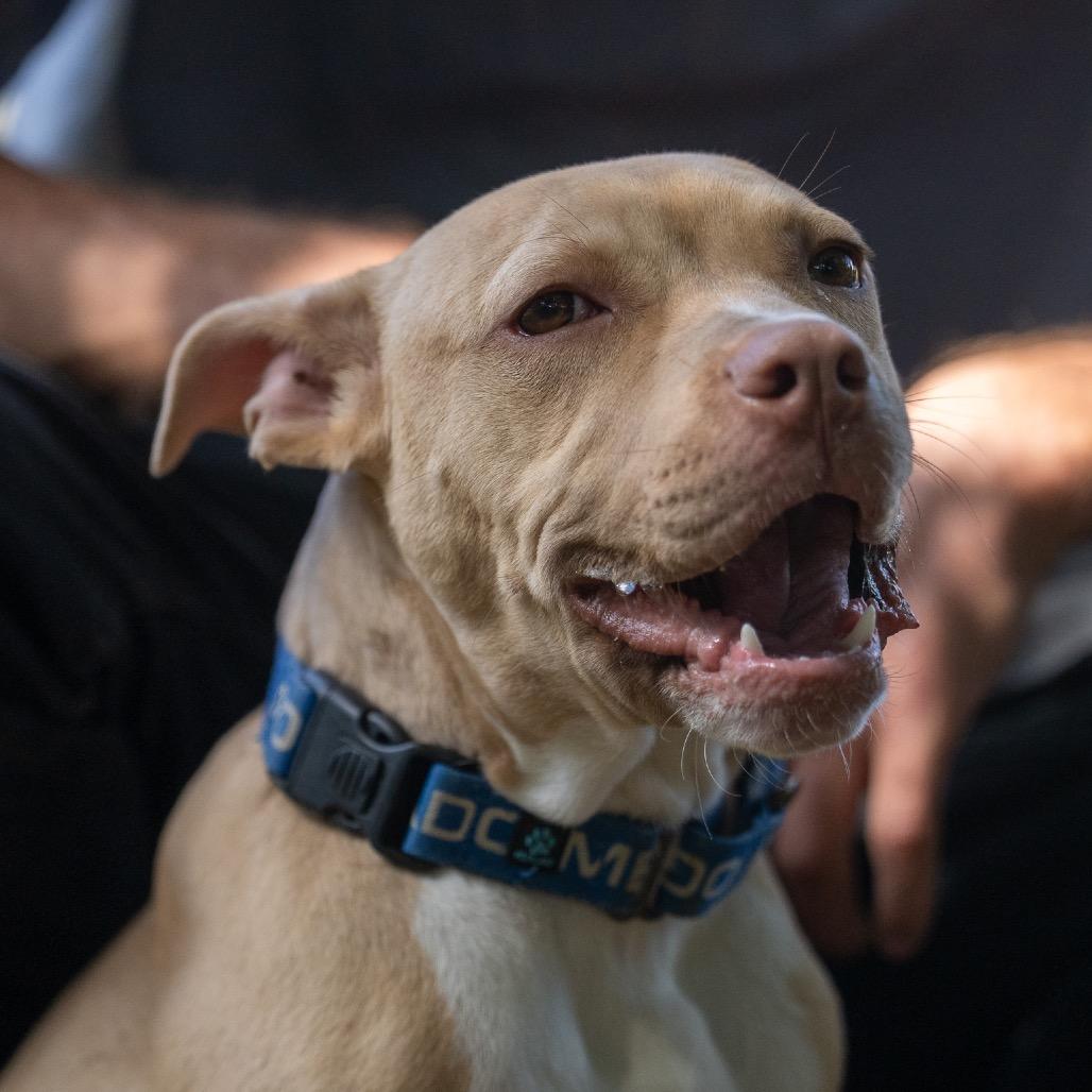 Hazelnut, Adoptable, Puppy Male Pit Bull Terrier & Mixed Breed.