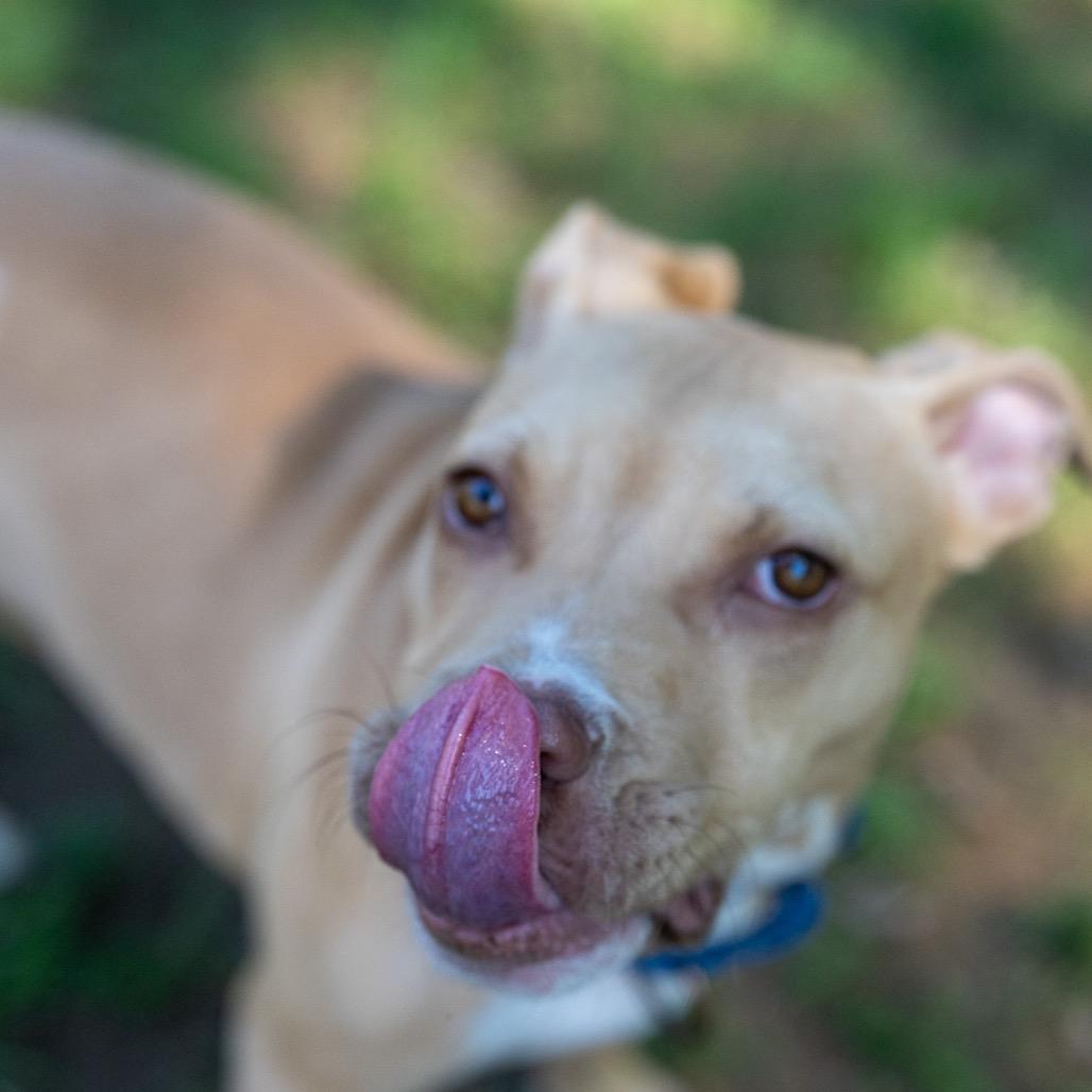 Enlarge Hazelnut, a Adoptable mixed breed in Pawling, NY image 2/6