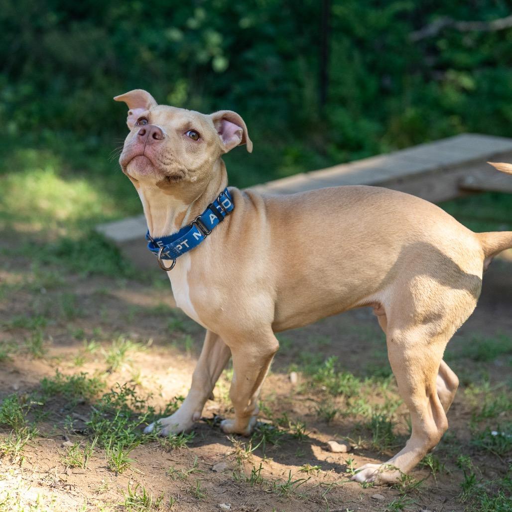Enlarge Hazelnut, a Adoptable mixed breed in Pawling, NY image 3/6
