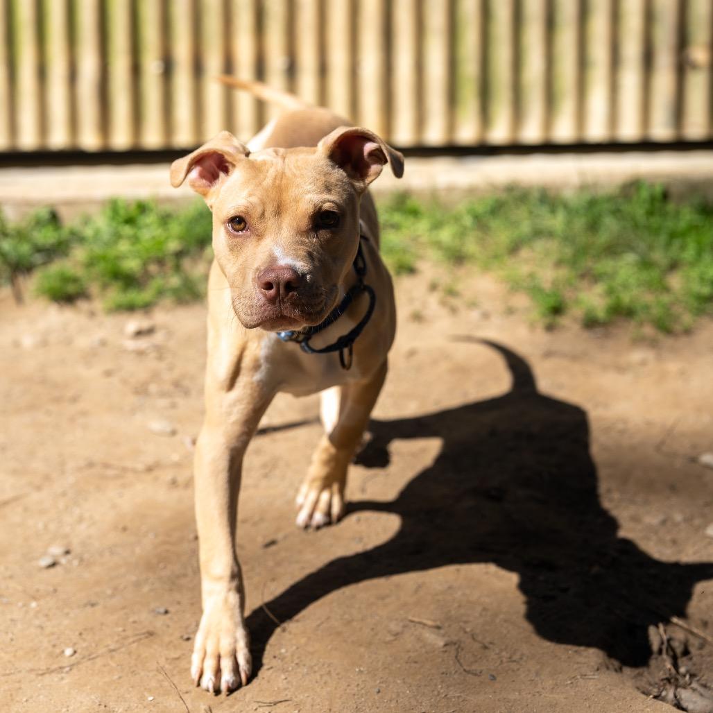 Enlarge Hazelnut, a Adoptable mixed breed in Pawling, NY image 4/6
