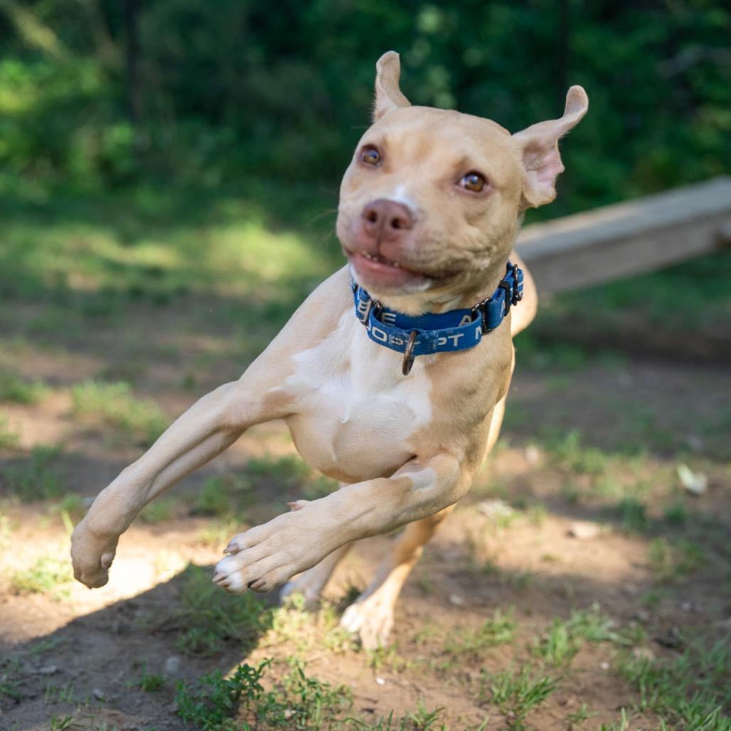 Enlarge Hazelnut, a Adoptable mixed breed in Pawling, NY image 5/6