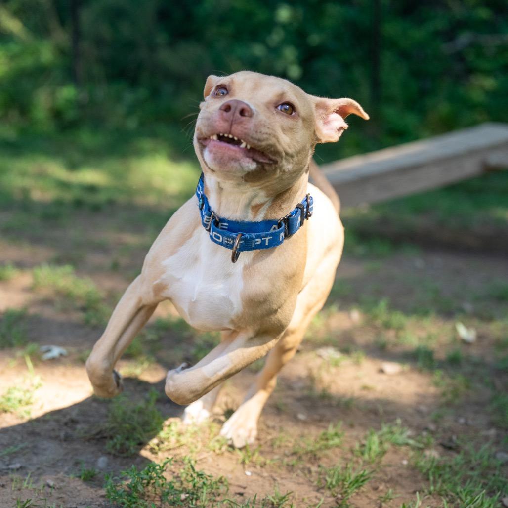 Enlarge Hazelnut, a Adoptable mixed breed in Pawling, NY image 6/6